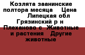 Козлята заанинские полтора месяца! › Цена ­ 2 000 - Липецкая обл., Грязинский р-н, Плеханово с. Животные и растения » Другие животные   